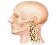 Nous savons tous que les vertèbres cervicales sont au nombre de 7, mais comment s'appelle celle qui occupe la position n°2 ?