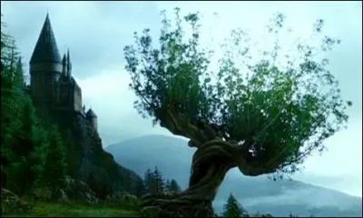 Comment immobilise-t-on le saule cogneur ?