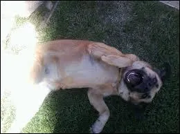 Son chien est-il une femelle ou un mâle ? Comment s'appelle-t-il(elle) ?