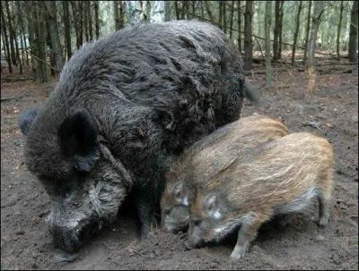 Le mot commence par Col ...