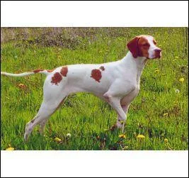 De grands yeux jaune d'or lui donnent un air doux ; ce chien est élégant et bien proportionné. De caractère franc et enjoué, il est aussi un compagnon de jeux.