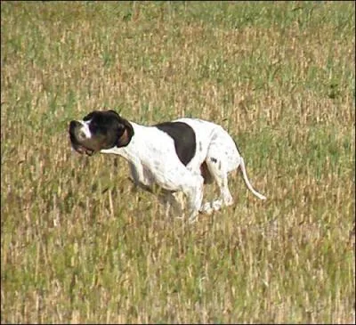 Harmonie et souplesse pour ce spécimen aux courbes gracieuses qui vous apprendra la chasse à la bécasse. Si les couleurs habituelles sont citron et blanc, il peut avoir une robe "foie".