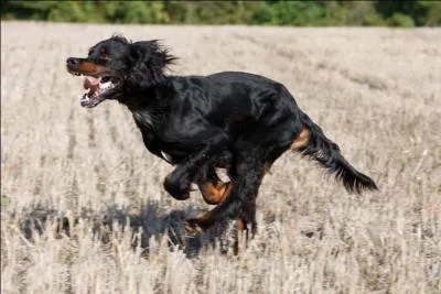 Pour quelles raisons cet athlète galopeur de chien écossais s'appelle-t-il setter Gordon ?
