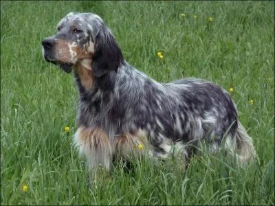 Ce beau mâle, setter anglais, est ----. La robe d'un poil particulièrement soyeux avec de longues franges aux pattes et à la queue demande des brossages réguliers. Suivez-le, vous serez enchantés par son galop souple, rasant, et ses arrêts spectaculaires.