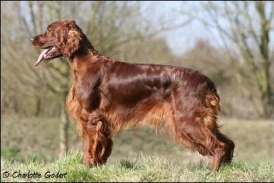 Quel est le plus ancien des setters britanniques ?