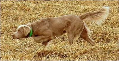 Ce chien qui marque un bel arrêt est-il un braque de Weimar ?