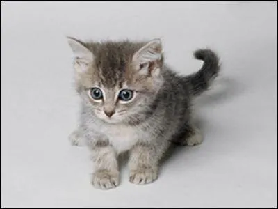 Comment appelle-t-on le petit du chat ?