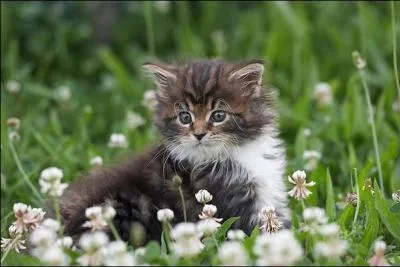 Quand un chat est heureux, il...