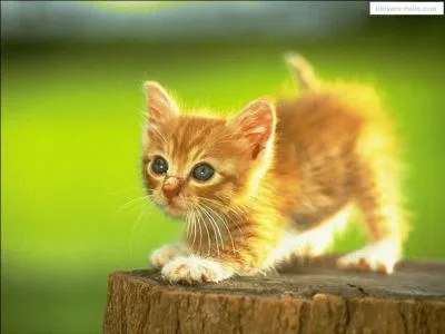 Les chats n'aiment pas souvent...