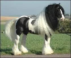 L'irish cob, sur cette photo, a une robe...