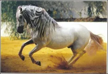 Quelle est la race de ce magnifique cheval ? ♥