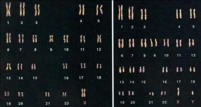 Quelle est la diffrence entre l'homme et la femme sur le plan gntique ?