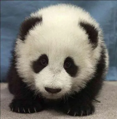 Quel est cet animal ?