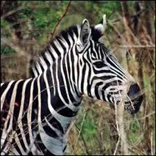 Quel est cet animal ?