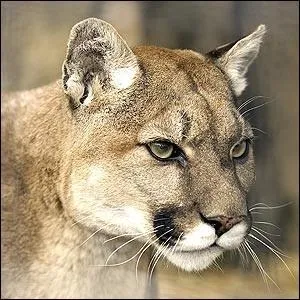 Quel est cet animal ?