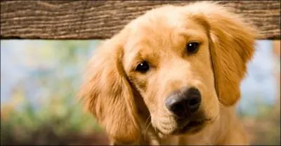 Quel est cet animal ?