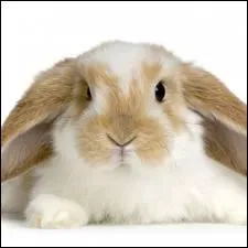 Quel est cet animal ?