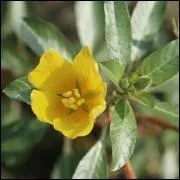 Je demande la belle sud-amricaine de la famille des Onagraces.