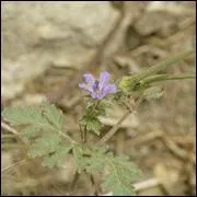 Regardez bien la photo.
Dans la famille des géraniums, je demande :