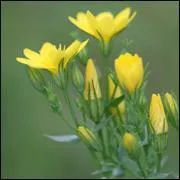 Moi, je suis de la famille des -----.