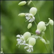 Je demande la ------ dans la famille des -----.