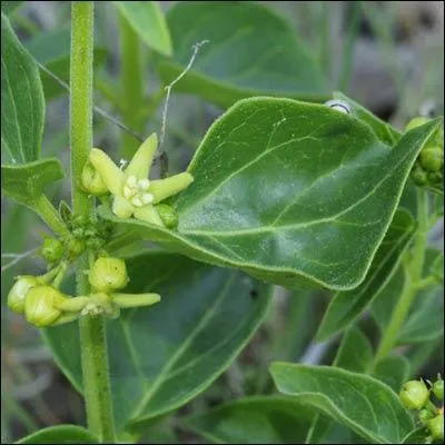 Je demande le dompte-venin, la plante associe  Esculape.