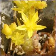 Dans la famille des Crassulaces, je demande le genre :