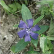 Je demande la benjamine dans la famille des Apocynaces.