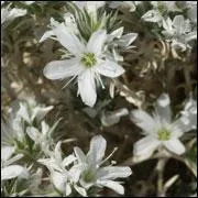 Je demande la jolie sabline agrge, elle est de la mme famille que les :