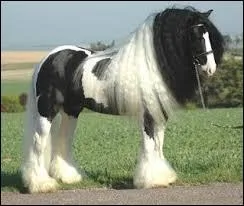 Quelle est la race de ce cheval ?