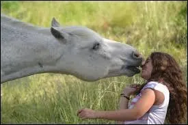 Comment appelle-t-on le cheval ?