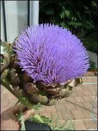 Quel lgume Coluche qualifiait-il de  vrai plat du pauvre  ?