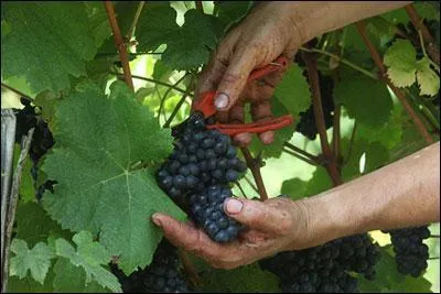 J'oriente mon choix vers une salade périgourdine, et -----, tannique et charmeur.