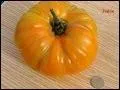 Cette tomate jaune/orange est une tomate ...