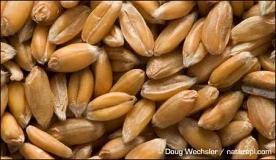 Ce sont des graines ...