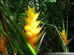 Dans l'ordre des Zingibrales on y trouve ----.