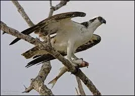 C'est un pcheur qui niche en Europe.