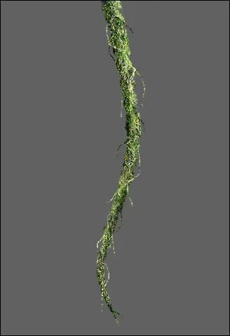 C'est son mode de locomotion préféré et il pousse des drôles de cris.