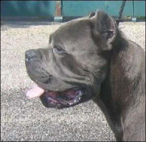 Quelle personne célèbre vient de perdre son Cane Corso, âgé de 7 ans ?