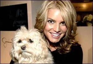 Quelle est la race de Daisy, le petit chien de Jessica Simpson ?
