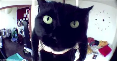 Comment s'appelle le chat de Norman ?