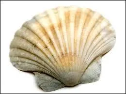 Dans quel domaine emploie-t-on le format coquille ?