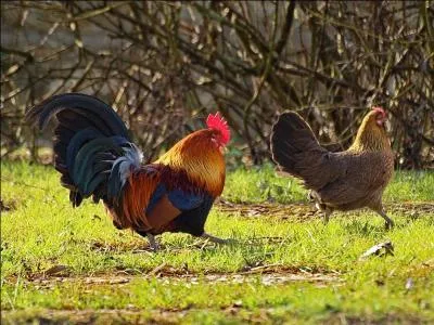 Et les coqs vont s'y retrouver ! 
Quel mot n'est pas synonyme des deux autres ?