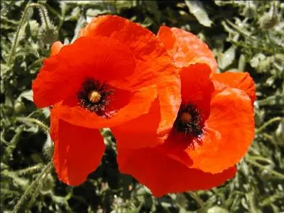 « La mort d'un ballon rouge ressemble à la naissance d'un coquelicot. »
Quelle figure de style, l'auteur a-t-il employée ?