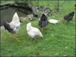 Dans quel film entend-on Lucien Cheval (Daniel Prévost) dire : « Mon coq est lâché gardez vos poules ! » ?