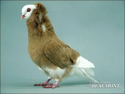 Les plumes relevées sur la tête de ce pigeon portent le nom de coquille, cependant on lui donne un autre nom, lequel ?