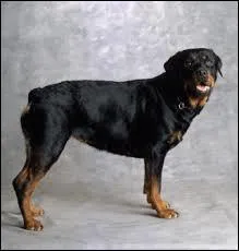 Les chiens se font toujours couper la queue ?