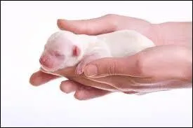 Un chiot naît sans poils ?