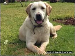 Un labrador (pur race) adulte pèse à peu près ?