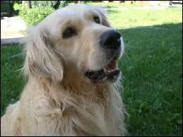 De quelle race est ce chien ?